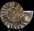 Large Cut And Polished Ammonite #23617-2